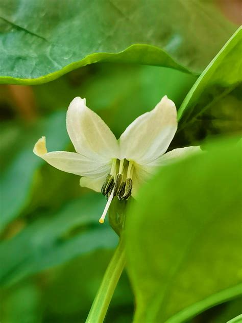 辣椒 花|辣椒属